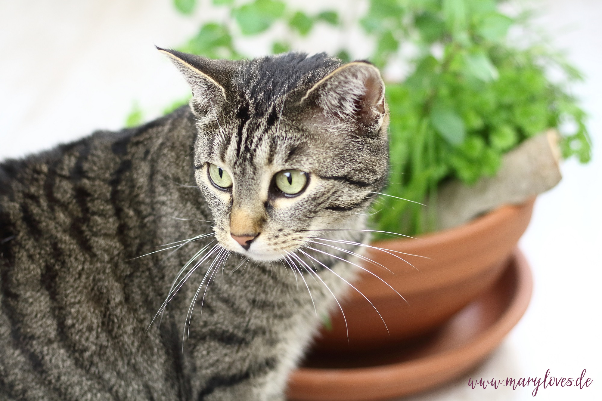 DIY-Katzengarten für Wohnungskatzen gestalten & bepflanzen