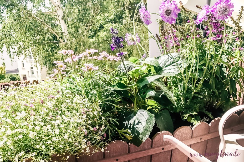 Bienenfreundliche Balkonpflanzen: Mit diesen Sommerblumen wird euer Balkon zum Paradies für Nützlinge